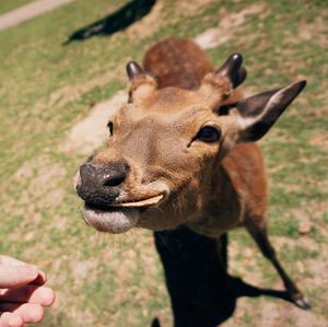 Close-up of hand feeding