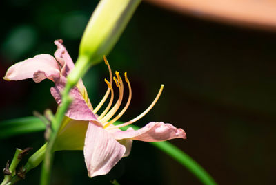 Close-up of pink lily flowers