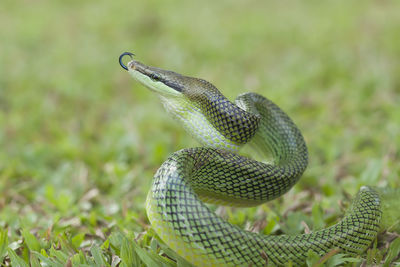 Close-up of snake