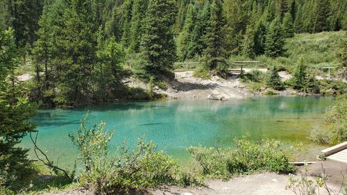 High angle view of lake in forest