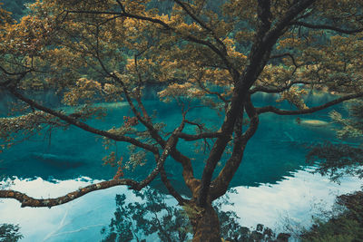 Tree by lake against sky
