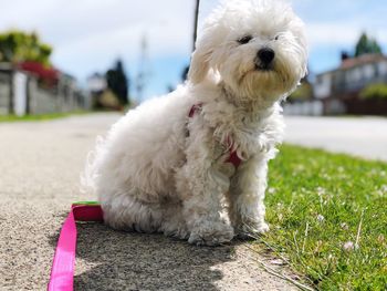 Dog looking at camera