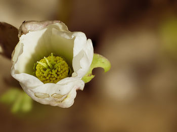 Close-up of white rose