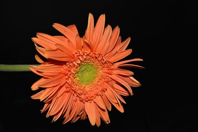 Close-up of orange flower against black background