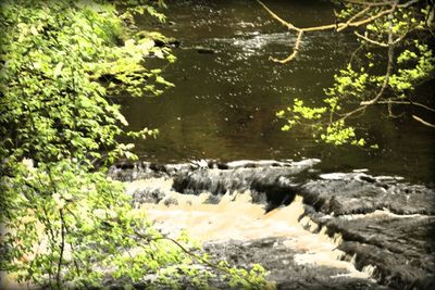 Scenic view of river in forest