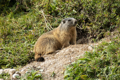 Close-up of meerkat