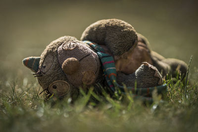 Close-up of hay on field
