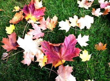 High angle view of maple leaves on grassy field