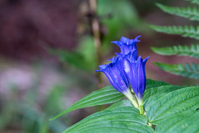 Close-up of purple iris flower