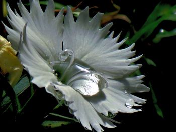 Close-up of flowers