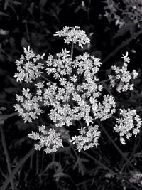 Close-up of flowers