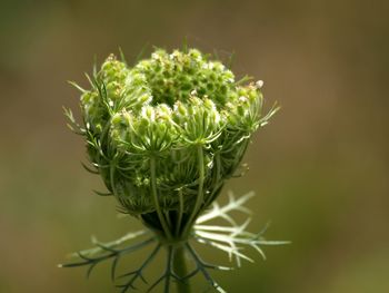 Close-up of succulent plant