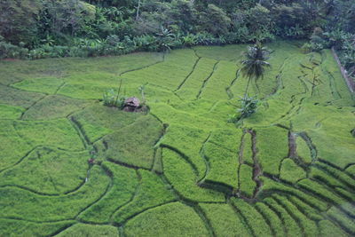 High angle view of rice paddy
