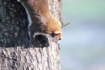 Close-up of squirrel on tree trunk