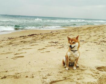 Dog on beach in italy