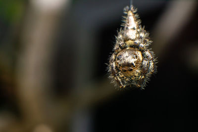 Close-up of spider