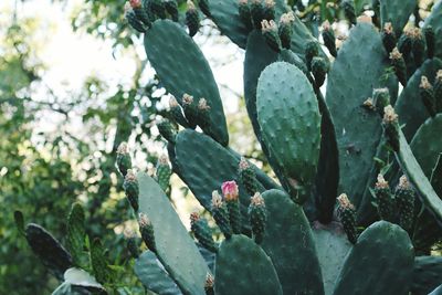 Close-up of prickly pear cactus