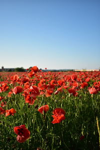 Red poppy flowers on field against clear sky