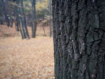 Close-up of tree trunk in forest