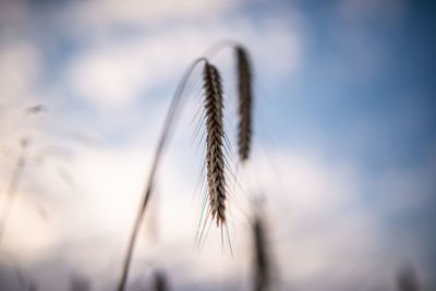 Close-up of stalks against blurred background