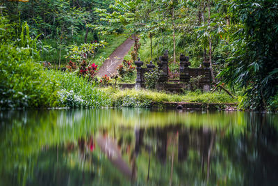 Reflection of trees in lake