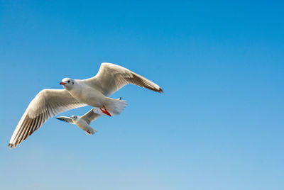 Low angle view of seagull flying