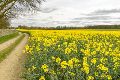 Scenic view of oilseed rape field against sky