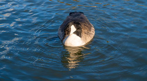 Canadia goose geese in lake low level eye line water line view marco close up on lake