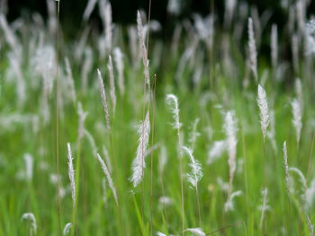 Close-up of crops growing on field