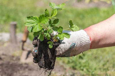 Close-up of hand holding plant