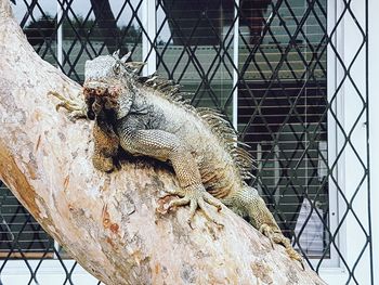 Close-up of lizard