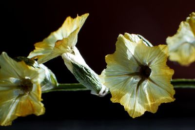 Close-up of yellow flowers against black background