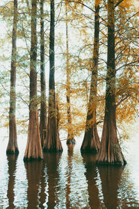 Scenic view of lake in forest