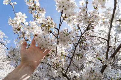 Low angle view of cherry blossoms in spring