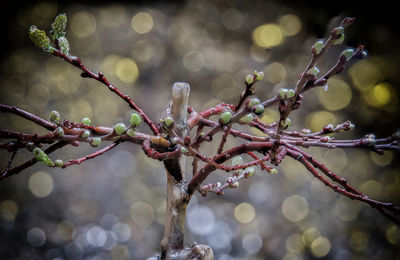 Close-up of snow on branch