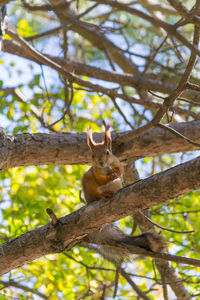 Low angle view of squirrel on tree