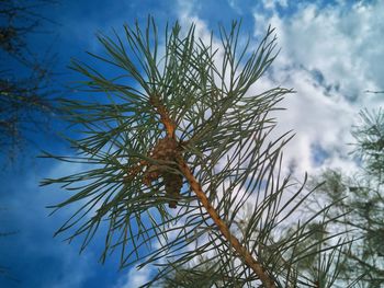 Low angle view of tree against sky