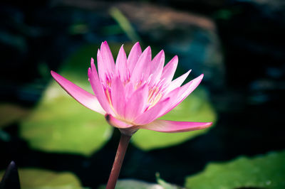 Close-up of pink water lily