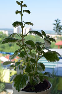Close-up of plant growing on plant