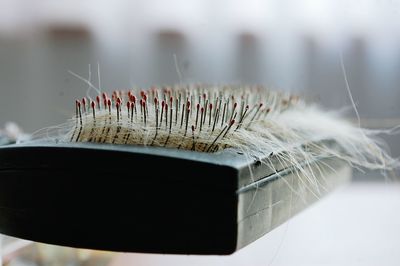 Close-up of hair on brush