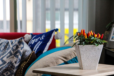 Close-up of potted plant on table at home