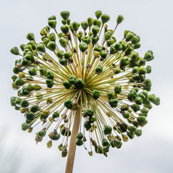 Close-up of flower