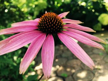 Close-up of pink flower