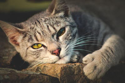 Close-up portrait of a cat