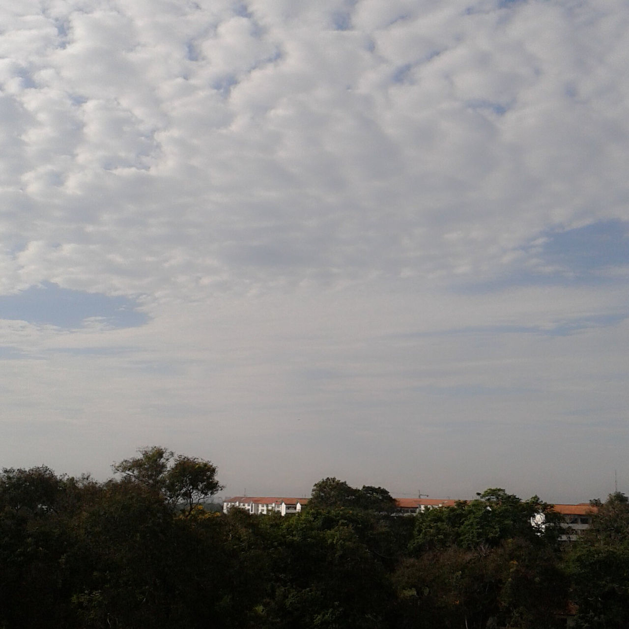 tree, sky, building exterior, architecture, built structure, cloud - sky, cloudy, house, cloud, nature, residential structure, residential building, growth, beauty in nature, scenics, city, outdoors, tranquility, no people, high angle view