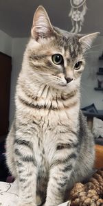 Portrait of a cat looking away
