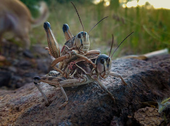 Close-up of insect on rock