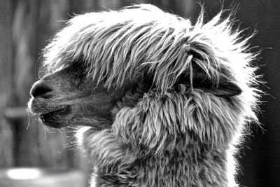 Profile view of llama
