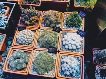 High angle view of plants for sale in market