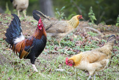 Mallard ducks on field